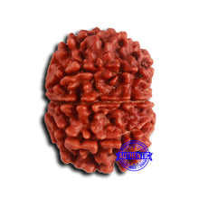 Load image into Gallery viewer, 9 Mukhi Nepalese Rudraksha - Bead No. 408
