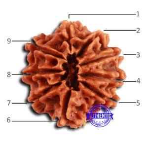 9 Mukhi Nepalese Rudraksha - Bead No. 410