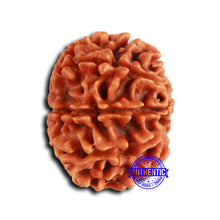 Load image into Gallery viewer, 9 Mukhi Nepalese Rudraksha - Bead No. 410
