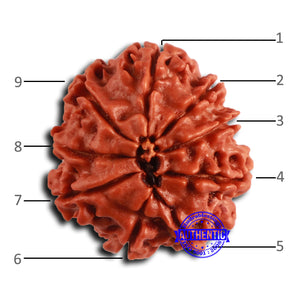 9 Mukhi Nepalese Rudraksha - Bead No. 412