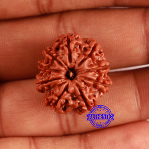 9 Mukhi Nepalese Rudraksha - Bead No. 412