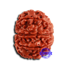 Load image into Gallery viewer, 9 Mukhi Nepalese Rudraksha - Bead No. 412
