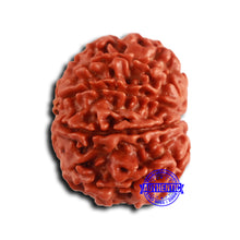 Load image into Gallery viewer, 9 Mukhi Nepalese Rudraksha - Bead No. 412
