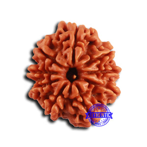 9 Mukhi Nepalese Rudraksha - Bead No. 413