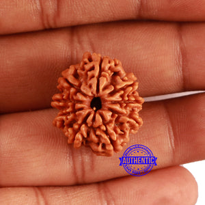 9 Mukhi Nepalese Rudraksha - Bead No. 413