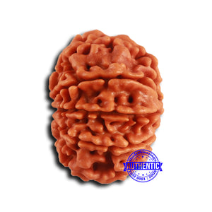 9 Mukhi Nepalese Rudraksha - Bead No. 413