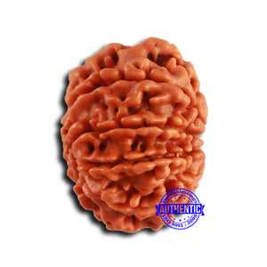 9 Mukhi Nepalese Rudraksha - Bead No. 413