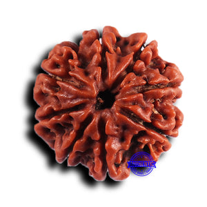 9 Mukhi Nepalese Rudraksha - Bead No. 416