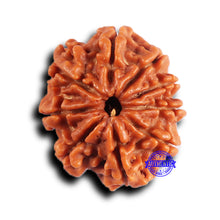 Load image into Gallery viewer, 9 Mukhi Nepalese Rudraksha - Bead No. 417
