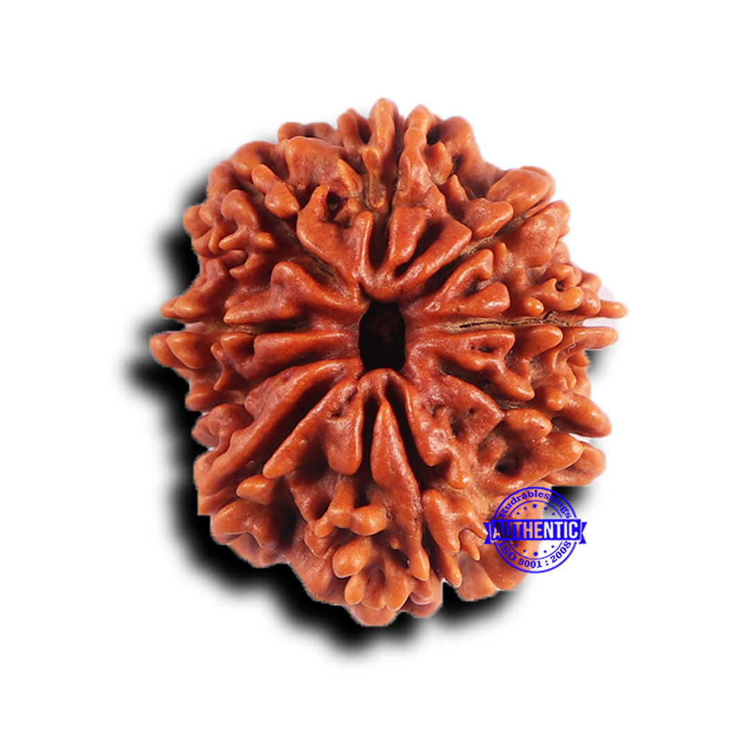 9 Mukhi Nepalese Rudraksha - Bead No. 418