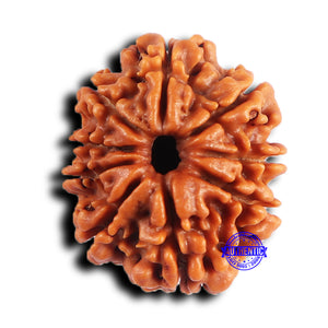 9 Mukhi Nepalese Rudraksha - Bead No. 420