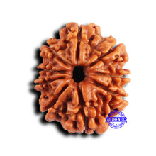 Load image into Gallery viewer, 9 Mukhi Nepalese Rudraksha - Bead No. 420
