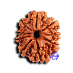 9 Mukhi Nepalese Rudraksha - Bead No. 420