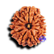 Load image into Gallery viewer, 9 Mukhi Nepalese Rudraksha - Bead No. 422
