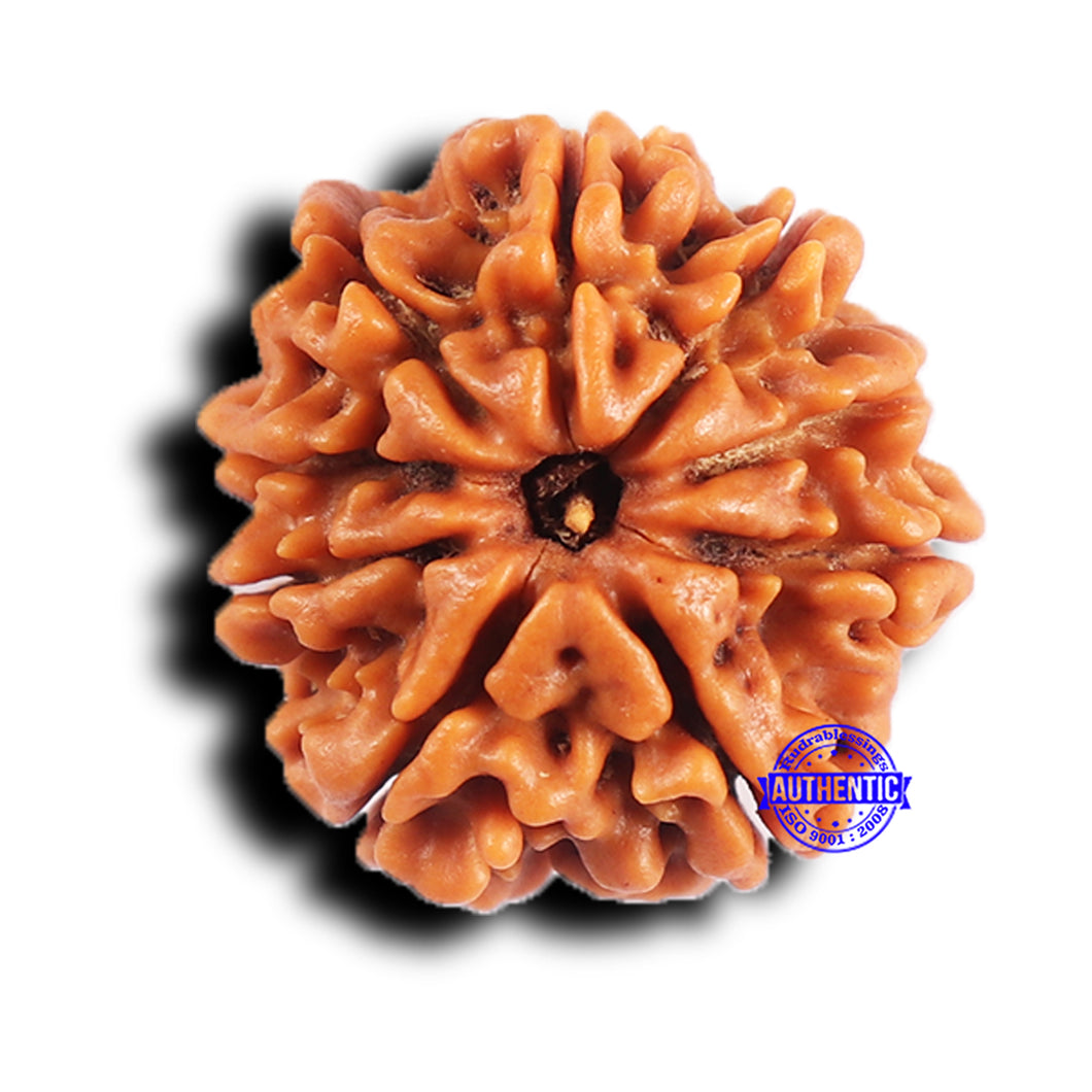 9 Mukhi Nepalese Rudraksha - Bead No. 423