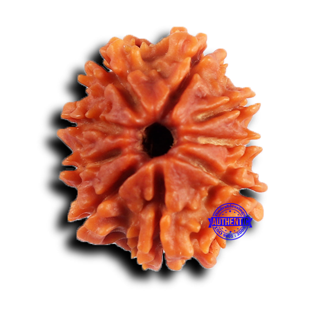 9 Mukhi Nepalese Rudraksha - Bead No. 424