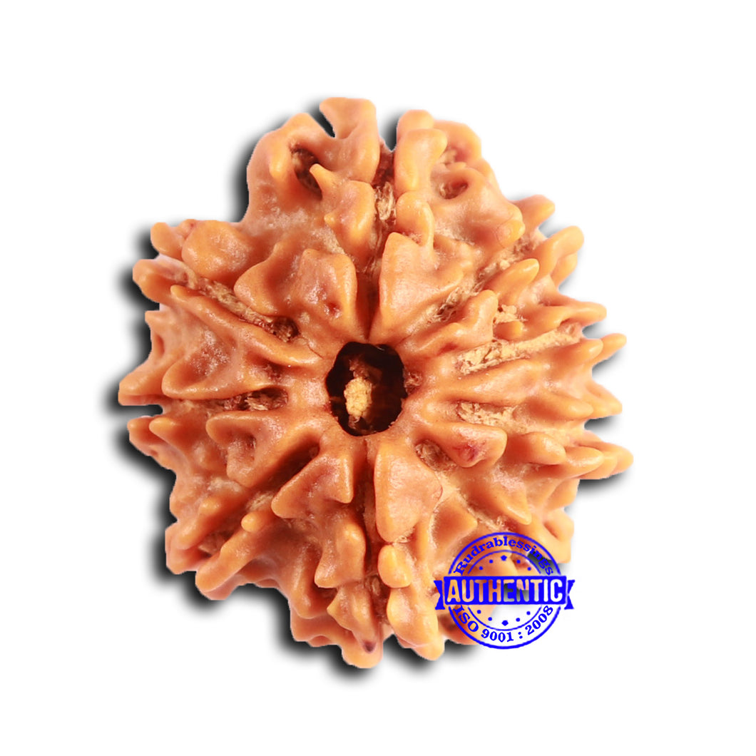 9 Mukhi Nepalese Rudraksha - Bead No. 397