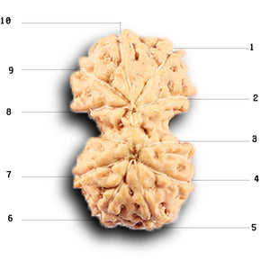 Gaurishanker Rudraksha from Indonesia -212