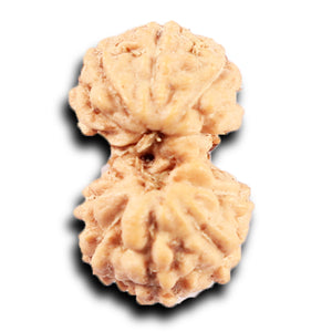 Gaurishanker Rudraksha from Indonesia -213