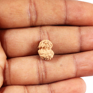 Gaurishanker Rudraksha from Indonesia -213