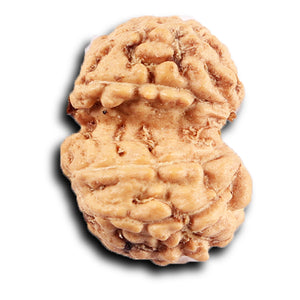 Gaurishanker Rudraksha from Indonesia -213