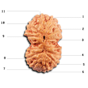 Gaurishanker Rudraksha from Indonesia -214