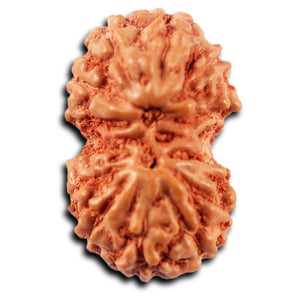 Gaurishanker Rudraksha from Indonesia -214