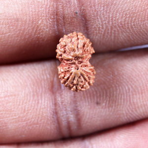 Gaurishanker Rudraksha from Indonesia -214