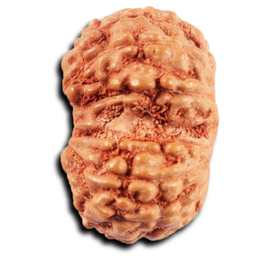 Gaurishanker Rudraksha from Indonesia -214