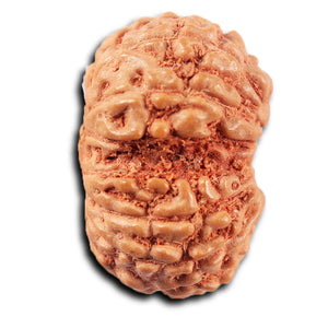 Gaurishanker Rudraksha from Indonesia -214