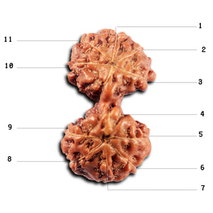 Gaurishanker Rudraksha from Indonesia -215