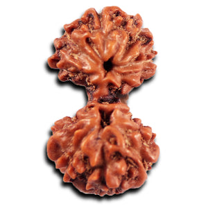 Gaurishanker Rudraksha from Indonesia -215