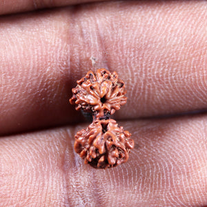 Gaurishanker Rudraksha from Indonesia -215