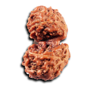 Gaurishanker Rudraksha from Indonesia -215