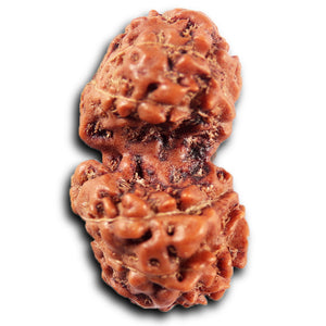 Gaurishanker Rudraksha from Indonesia -215