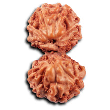 Load image into Gallery viewer, Gaurishanker Rudraksha from Indonesia -216
