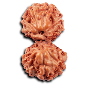 Gaurishanker Rudraksha from Indonesia -216