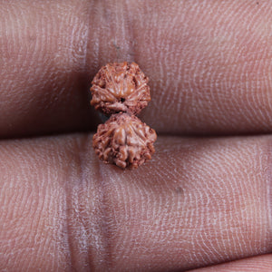 Gaurishanker Rudraksha from Indonesia -216