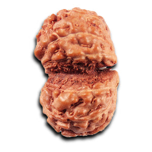 Gaurishanker Rudraksha from Indonesia -216