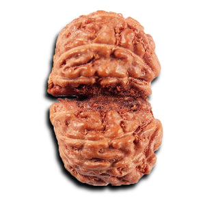 Gaurishanker Rudraksha from Indonesia -216