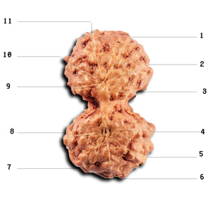 Gaurishanker Rudraksha from Indonesia -218