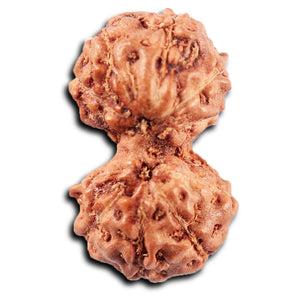 Gaurishanker Rudraksha from Indonesia -218