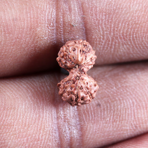 Gaurishanker Rudraksha from Indonesia -218