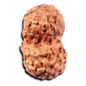 Gaurishanker Rudraksha from Indonesia -218