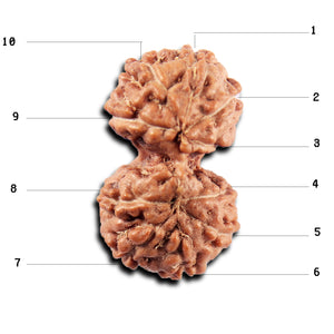 Gaurishanker Rudraksha from Indonesia -219