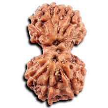 Load image into Gallery viewer, Gaurishanker Rudraksha from Indonesia -219
