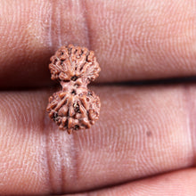 Load image into Gallery viewer, Gaurishanker Rudraksha from Indonesia -219
