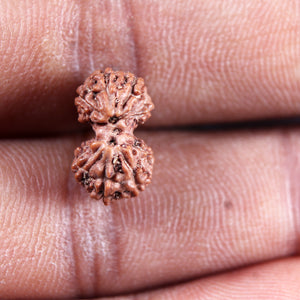 Gaurishanker Rudraksha from Indonesia -219