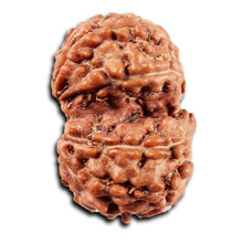 Load image into Gallery viewer, Gaurishanker Rudraksha from Indonesia -219
