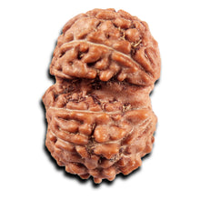 Load image into Gallery viewer, Gaurishanker Rudraksha from Indonesia -219
